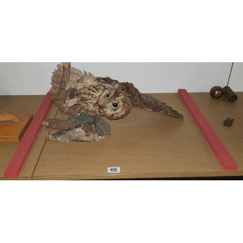 496 - Taxidermy owl on wooden perch