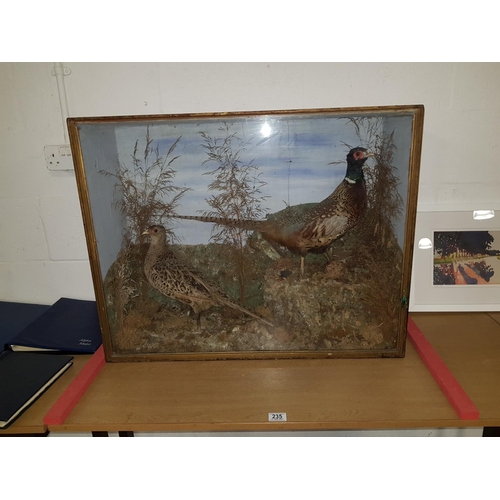 235 - Victorian taxidermy pair of pheasants and chicks