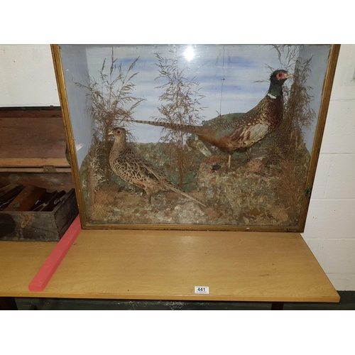 441 - Victorian taxidermy pair of pheasants and chicks