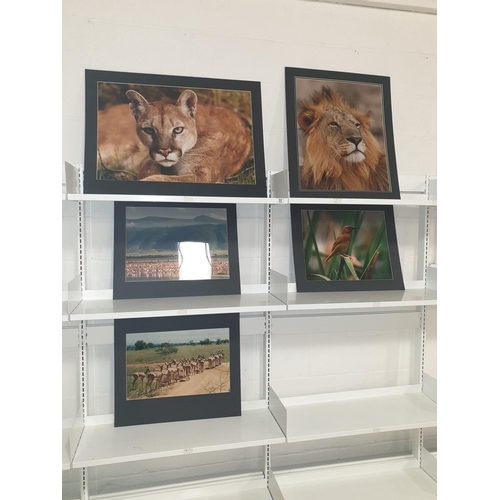 55 - Five large wildlife mounted photographs by Douglas Nigel Fidler, an award winning photographer with ... 