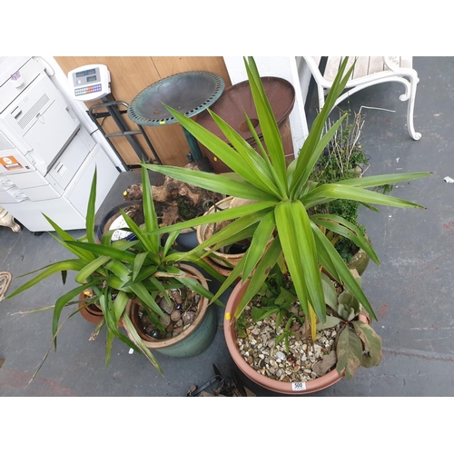 500 - A collection of plants, pots and other garden items