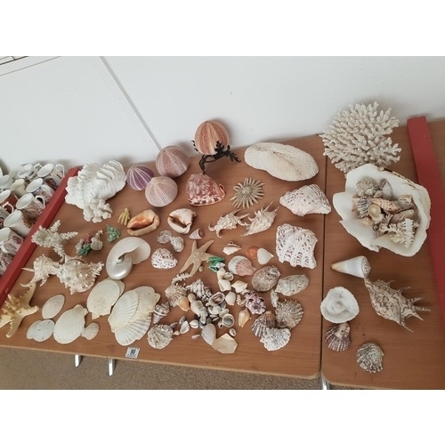 90 - A selection of large decorative shells