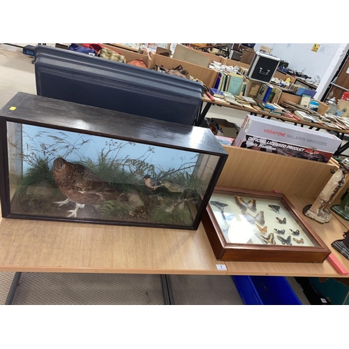 1 - A taxidermy grouse in case and two other taxidermy birds plus two framed collection of butterflies