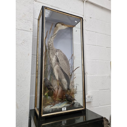 51 - A large 19th century taxidermy study of a heron and two starlings in natural setting - case and stud... 