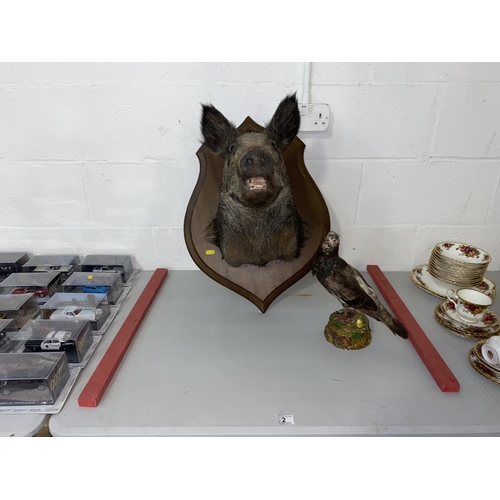 2 - A taxidermy mounted boars head and a taxidermy pigeon