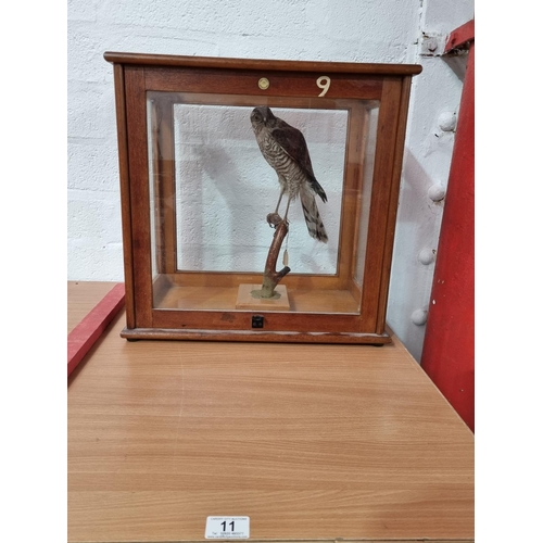 11 - A cased taxidermy Sparrow Hawk