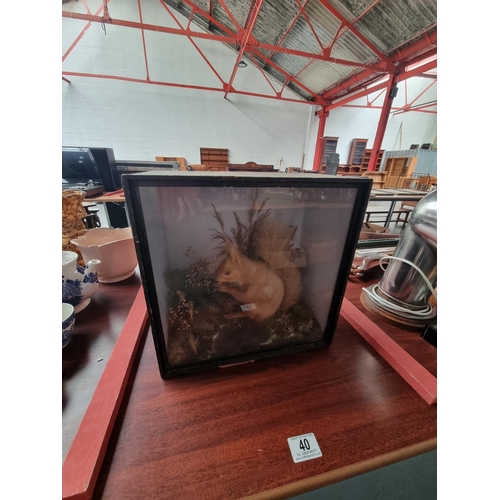 40 - A cased taxidermy red squirrel with label to the reverse 