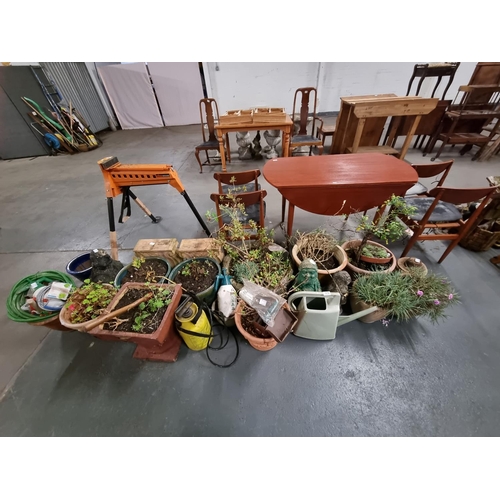 575 - A collection of plants, pots, etc