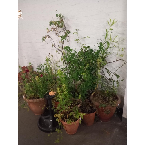 482 - A collection of garden planters