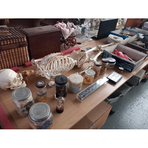 76 - A life size laboratory skeleton, laboratory specimens, fossils and geodes