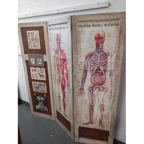 181 - A three panel folding screen relating to anatomy