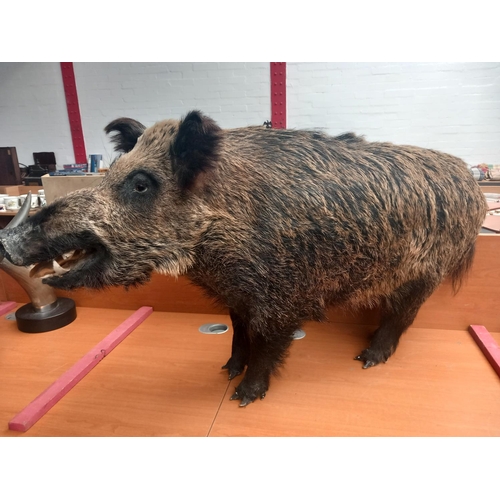 339 - A complete taxidermy wild boar