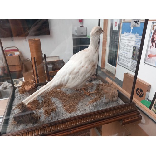 792 - A cased white taxidermy pheasent