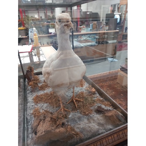 792 - A cased white taxidermy pheasent