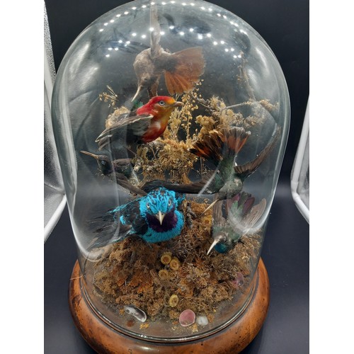 518 - A taxidermy Victorian collection of birds under glass dome