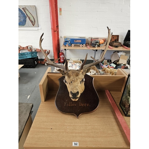 542 - A taxidermy fallow deer head with antlers - on wooden shield