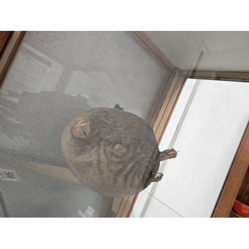 500 - A large taxidermy puffer fish