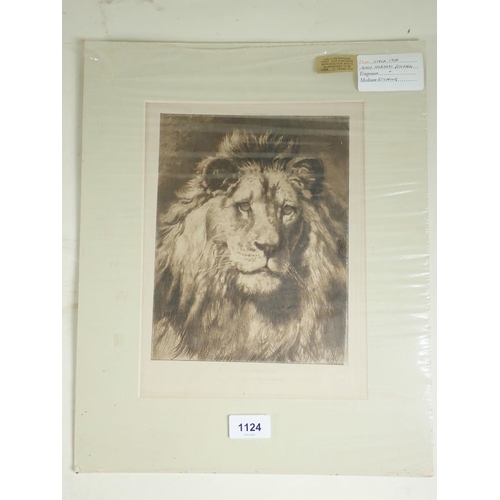 1124 - Herbert Dicksee (British 1862-1942) - etching  'His Royal Highness' study of a Lion c1900 - 24 x 20c... 