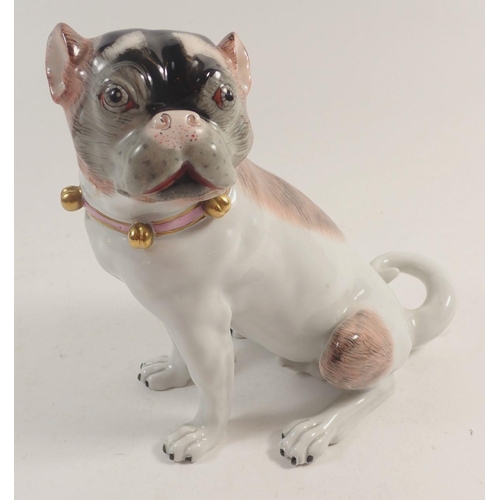 104 - A Dresden porcelain large pug dog with pink collar, 17.5cm