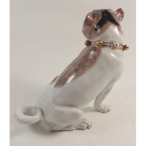 104 - A Dresden porcelain large pug dog with pink collar, 17.5cm