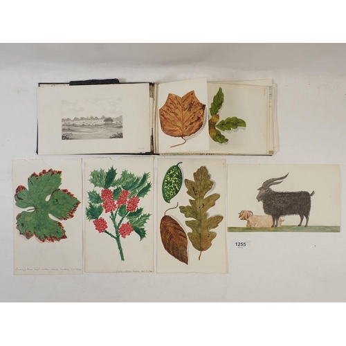 1255 - A sketchbook dated 1884 of naive botanical studies, nearly all dated and annotated including a fir t... 