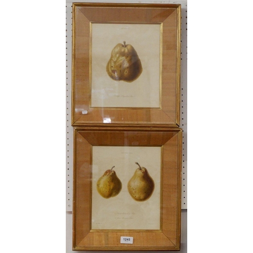 1245 - Two botanical prints of pears from the 'Transactions of Horticultural Society, London' Vol III, plat... 