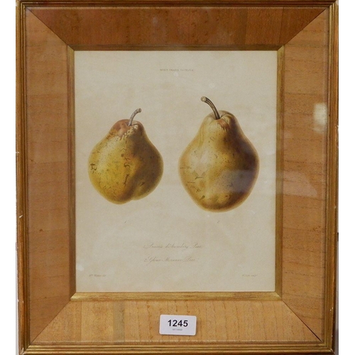 1245 - Two botanical prints of pears from the 'Transactions of Horticultural Society, London' Vol III, plat... 