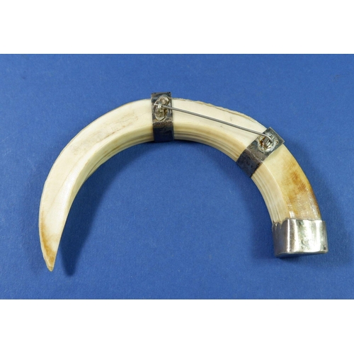 252 - A hogs tusk cloak pin with white metal mounts, 13cm wide