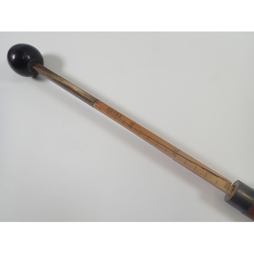 814 - A Victorian short measuring stick with ebony knob terminal and silver collar - thought to be for dog... 