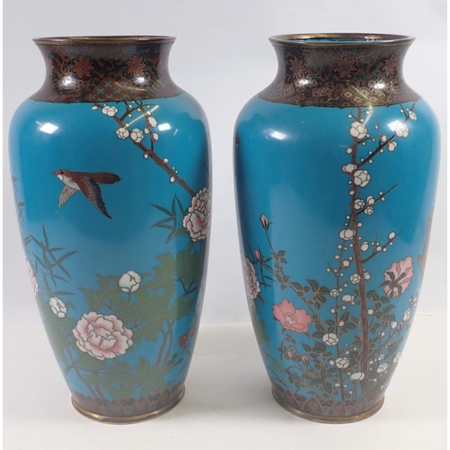 947 - A pair of Japanese Meiji period cloisonné tall vases decorated birds and blossom on a blue ground, 3... 