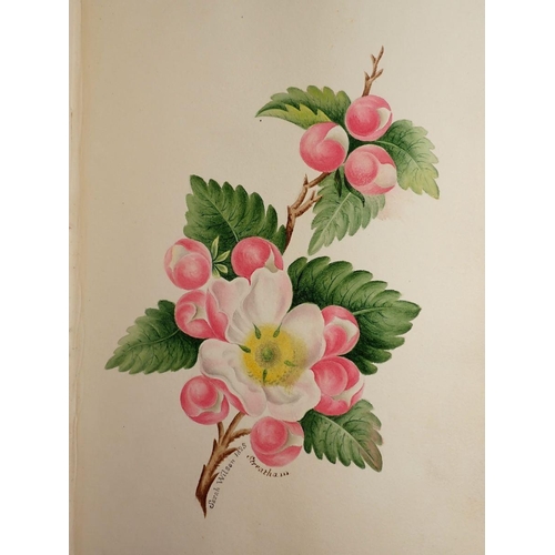 1066 - An early 19th century album of very fine watercolours and text including botanical studies, landscap... 