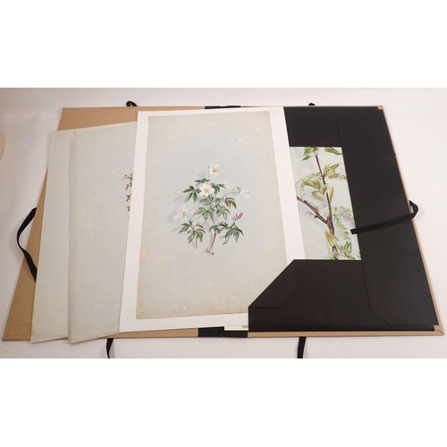 1179 - A folder of eight botanical watercolour studies from Norfolk and Cambridgeshire mid-19th century