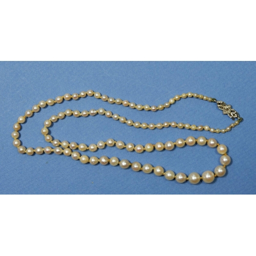 489 - A graduated pearl necklace with 9ct white gold clasp