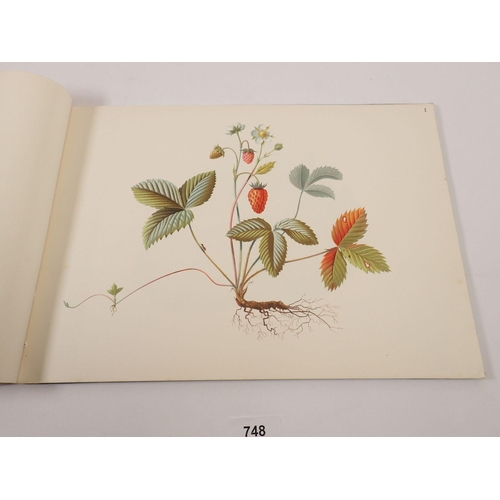 748 - Beauties of Nature by Niklaus Stoecklin - a Swiss album of sixteen illustrated natural history plate... 