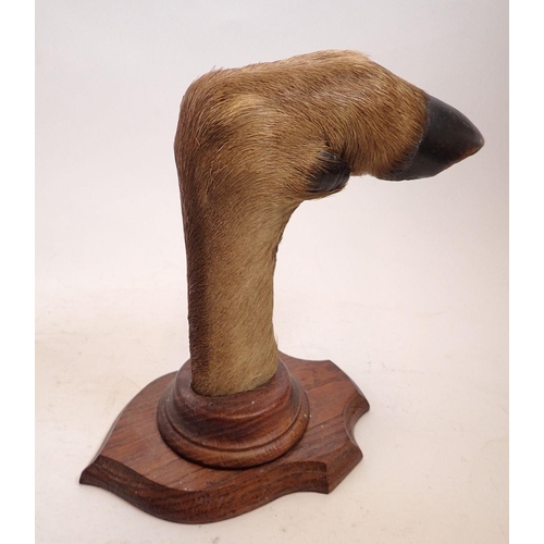 1020 - A mounted deer hoof on shield