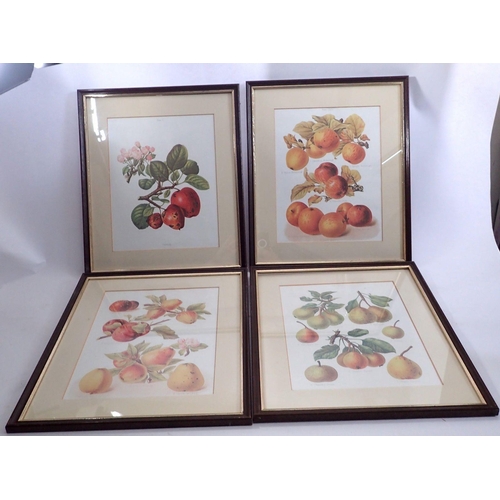 1059 - A set of four botanical prints of apples and pears, 32 x 25cm