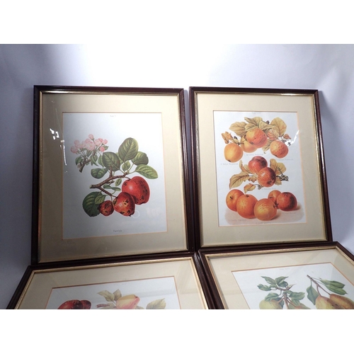 1059 - A set of four botanical prints of apples and pears, 32 x 25cm