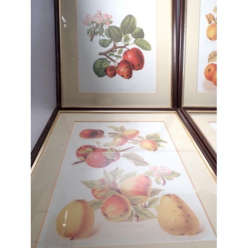 1059 - A set of four botanical prints of apples and pears, 32 x 25cm