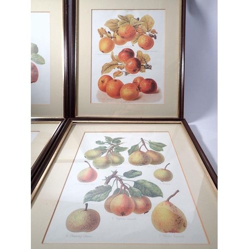 1059 - A set of four botanical prints of apples and pears, 32 x 25cm