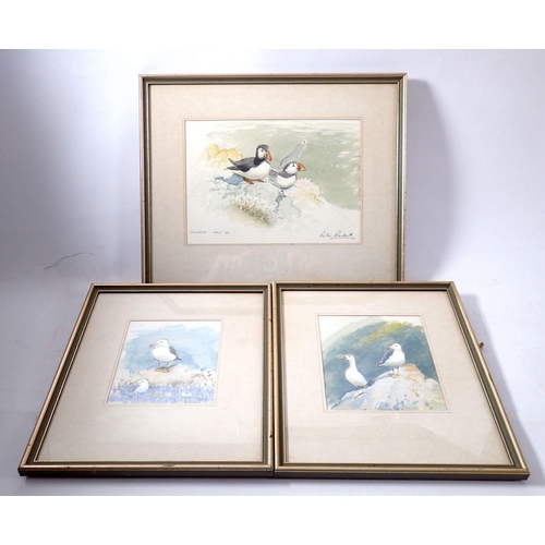 1075 - Robin Renkill - watercolour puffins, 17.5 x 25cm and two other watercolours of seagulls