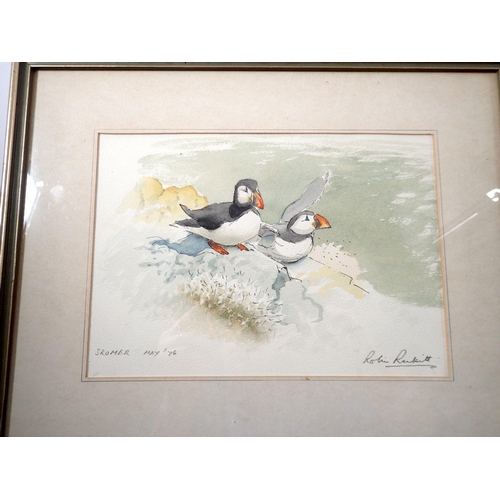 1075 - Robin Renkill - watercolour puffins, 17.5 x 25cm and two other watercolours of seagulls