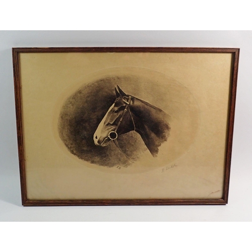 1036 - An etching of a horse's head, initialed RD to plate and signed in pencil R Denholm, 19 x 24cm