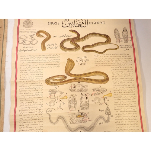 739 - Two early 20th century Middle Eastern natural history educational hanging scrolls of fish and snakes