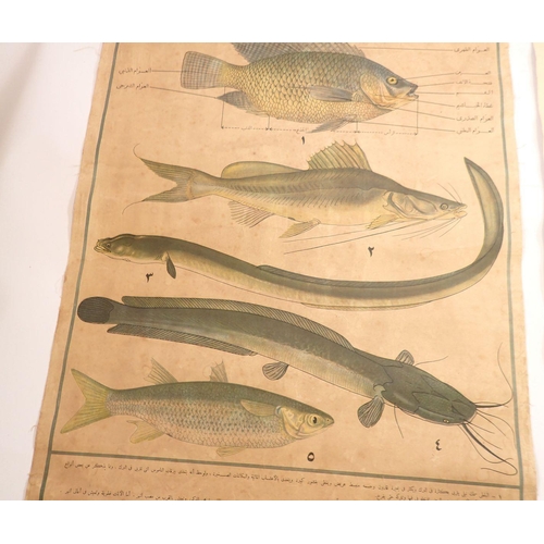 739 - Two early 20th century Middle Eastern natural history educational hanging scrolls of fish and snakes