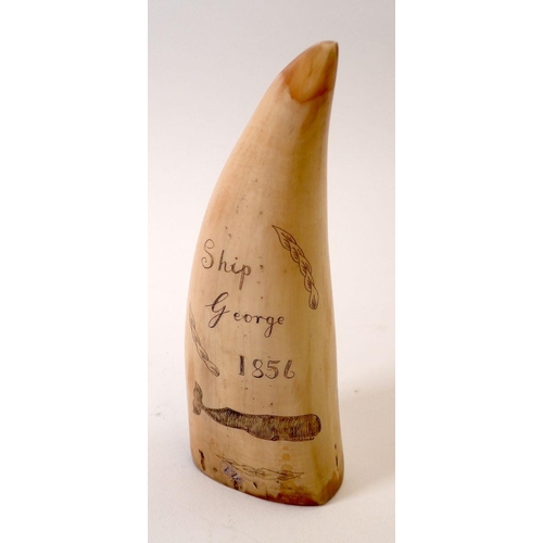 767 - A whales tooth scrimshaw with whale and sailing ship decoration, 14cm