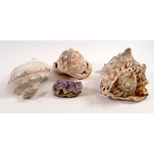 849 - Three large shells and an amethyst