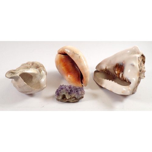 849 - Three large shells and an amethyst