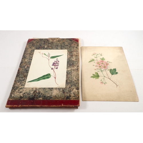 889 - An album of thirteen botanical watercolours, one dated July 3rd 1820, some loose leaves, 23 x 34cm