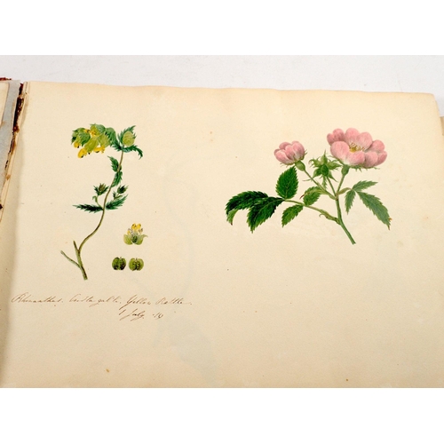 889 - An album of thirteen botanical watercolours, one dated July 3rd 1820, some loose leaves, 23 x 34cm