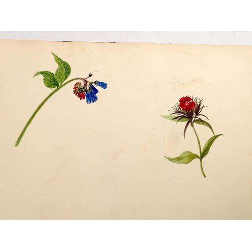 889 - An album of thirteen botanical watercolours, one dated July 3rd 1820, some loose leaves, 23 x 34cm